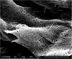 超高纯单壁碳纳米管（TNST）（移动催化）的图片