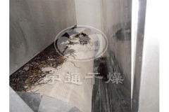 黑木耳带式干燥机的图片