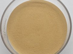 菊花黄 80-120目的图片