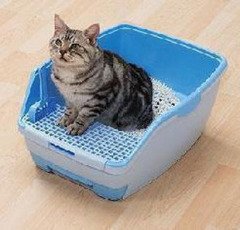 象铃猫砂的图片
