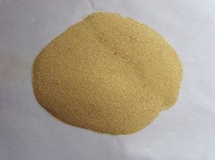 菊花黄彩砂的图片